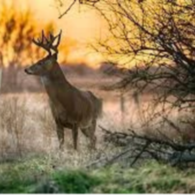 Canada Land Co.&thinsp;